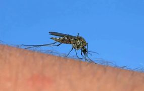 Alerta epidemiológica: nuevo caso de dengue y 77 de Coqueluche