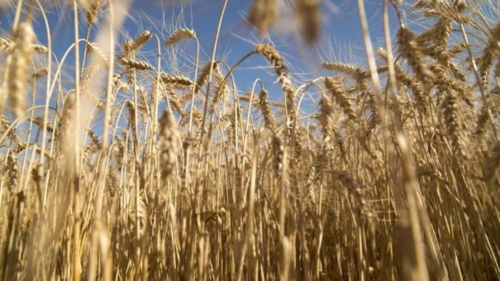 La campaña de trigo será récord en volumen, pero no pesos