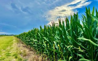 La marcada disparidad de lluvias condiciona el desarrollo de los cultivos de la campaña gruesa en su etapa clave