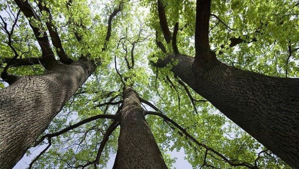 El Consejo Asesor del Arbolado trabajará en la reforestación del Paseo Ribereño
