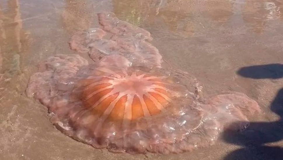 Una medusa gigante causó asombro en Mar del Plata