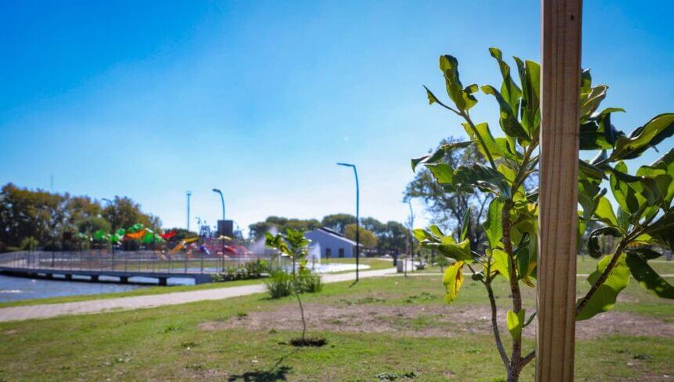 Fuerte acompañamiento de los vecinos de Pergamino para fortalecer el arbolado público de la ciudad