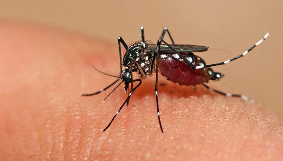 Identifican en Provincia mosquitos resistentes a insecticidas