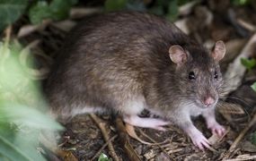 Confirman un caso de hantavirus en Pergamino