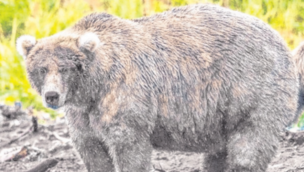 Concurso: los osos pardos de Alaska muestran sus curvas