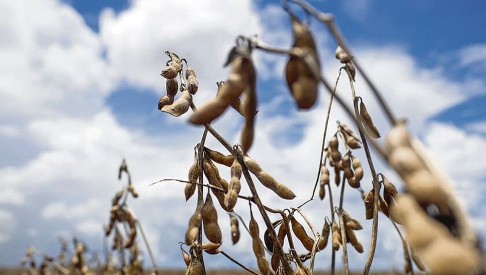 Avanza la cosecha de soja en el norte de la provincia de Buenos Aires