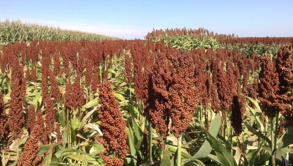 Las fortalezas y las debilidades del sorgo