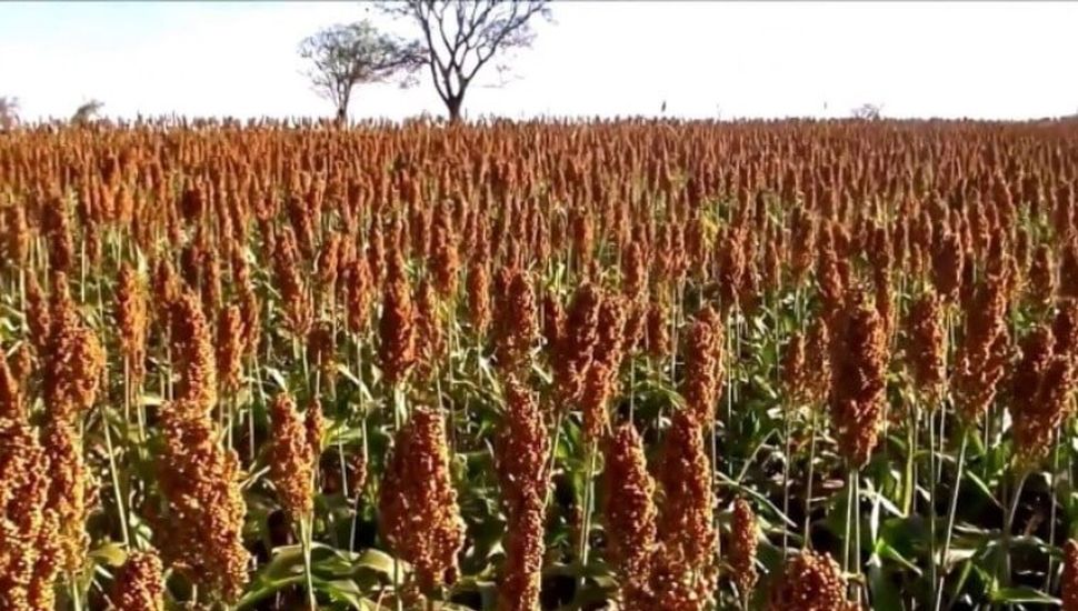 Se acerca el comienzo de siembra del sorgo: las recomendaciones que los productores deben tener en cuenta