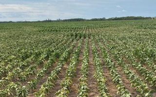 Los cultivos en período crítico, con el agua como variable decisiva