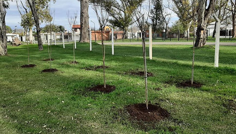 La Villa Deportiva cuenta con nuevos árboles