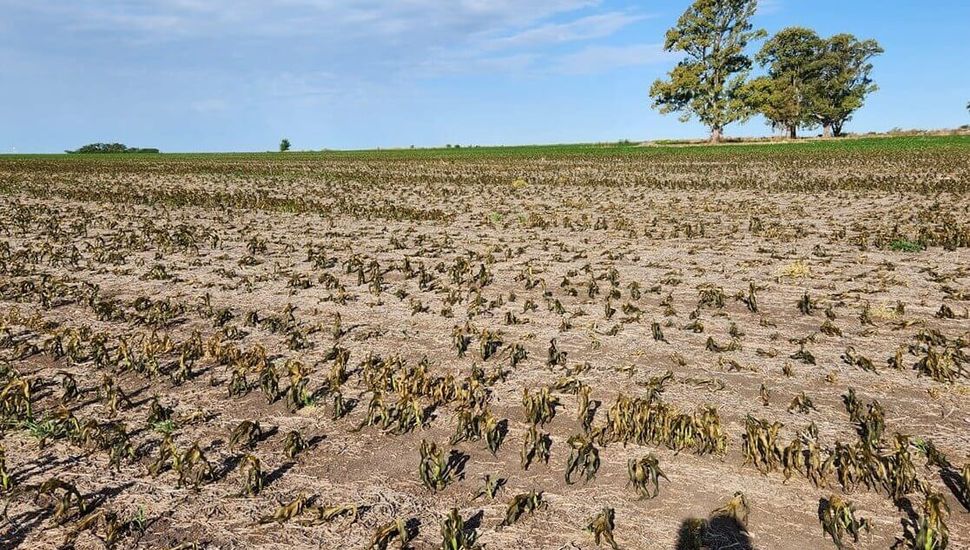 La región núcleo cosecharía un 44% menos de maíz que el año pasado