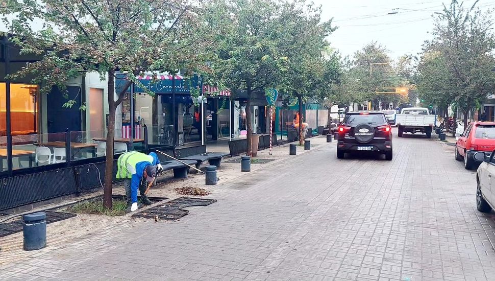 Continúan los trabajos de mantenimiento en el arbolado y espacios públicos de Colón