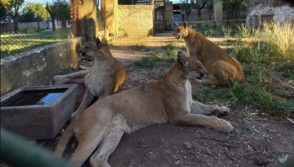 Inminente traslado de los tres pumas del ex zoo de Colón a un santuario