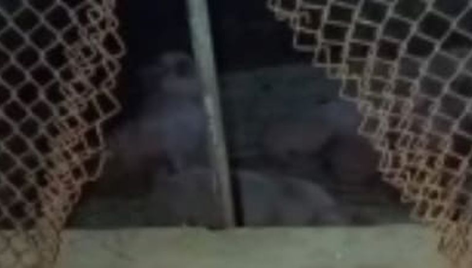 Abigeato en Pergamino: recuperan un porcino robado tras una persecución policial