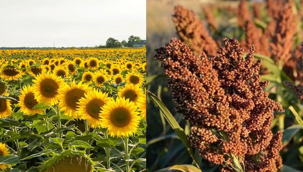 El girasol y el sorgo “resucitan” en la región núcleo