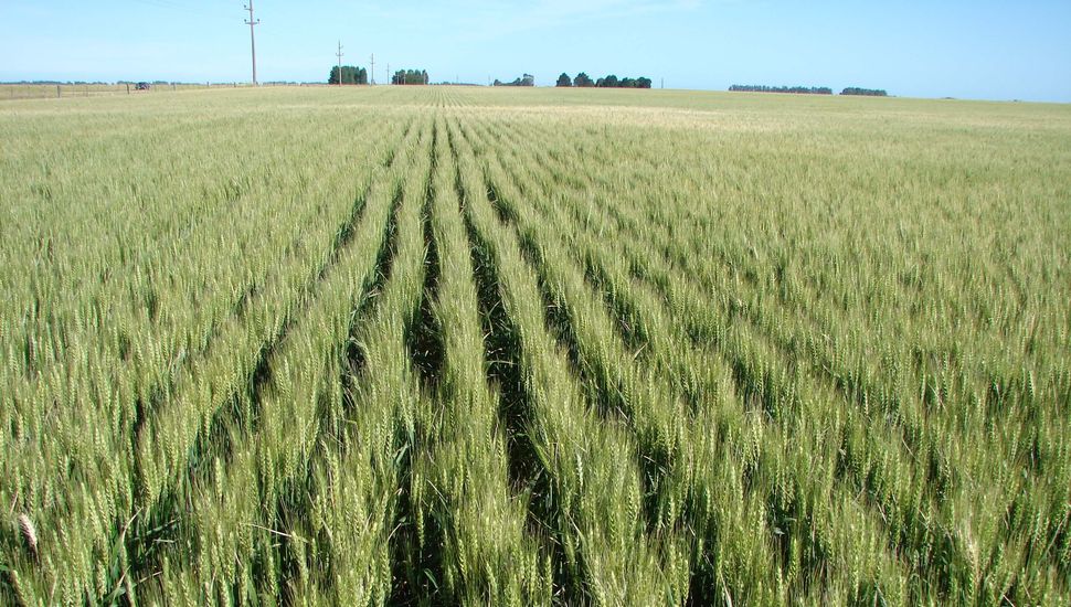 Las lluvias de mayo salvaron la campaña de trigo