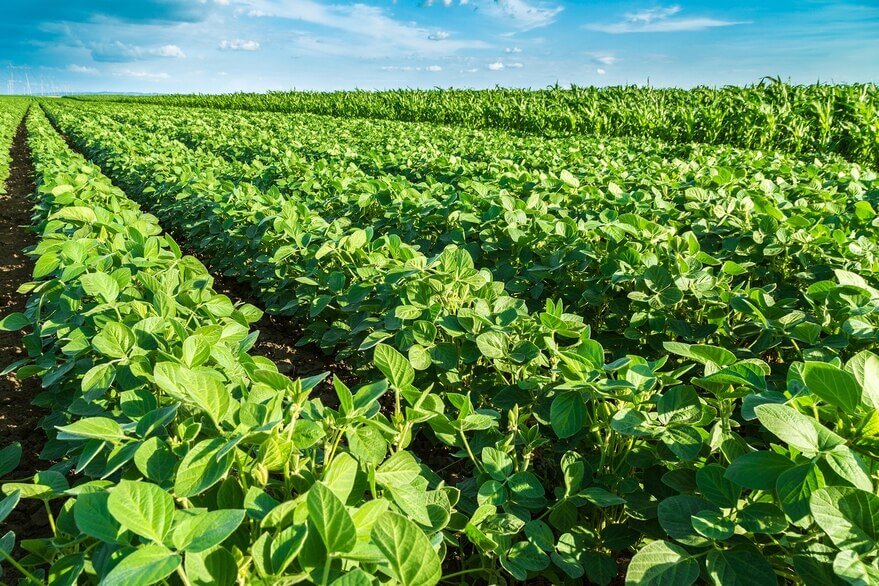 Columna del campo acerca de las tecnologías aplicadas • Diario Núcleo